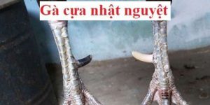 Gà Cựa Nhật Nguyệt