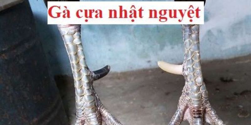 Gà Cựa Nhật Nguyệt